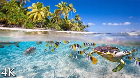 fish video|11 HOURS Stunning 4K Underwater footage + Music .